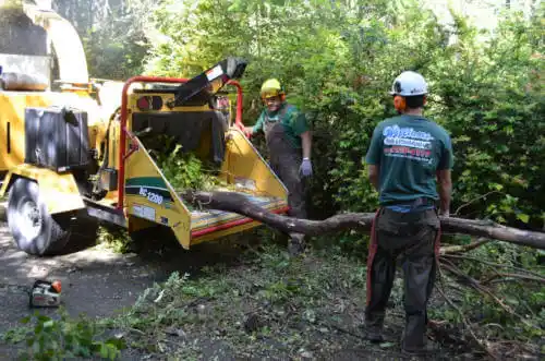 tree services Sonoma